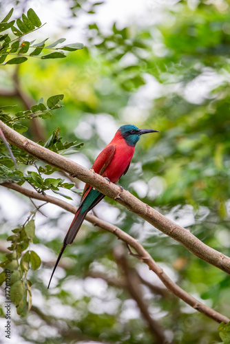 The northern carmine bee-eater (Merops nubicus) is a brightly-coloured bird in the bee-eater family, Meropidae. It is found across northern tropical Africa, from Senegal eastwards to Somalia, Ethiopia © Danny Ye
