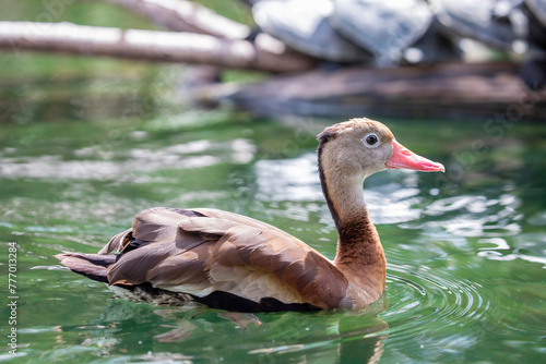 The black-bellied whistling duck (Dendrocygna autumnalis) is a whistling duck that breeds from the southernmost United States and tropical Central to south-central South America.  photo