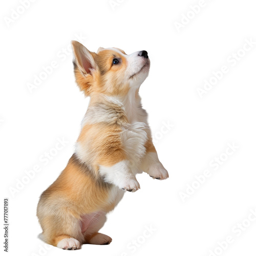 A small dog standing on hind legs