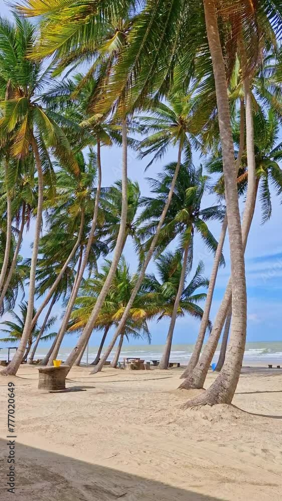 Static vertical shot of coconut palm trees swaying against white sandy beach in a tropical country. Static vertical shot of coconut palm trees swaying against white sandy beach in a tropical country.