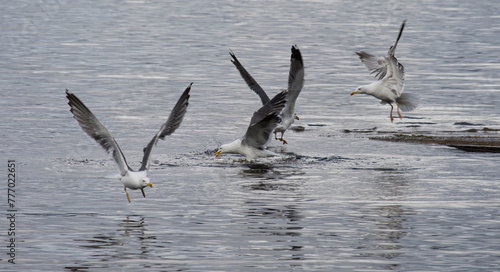 Seagulls flocking and fighting to find food in water