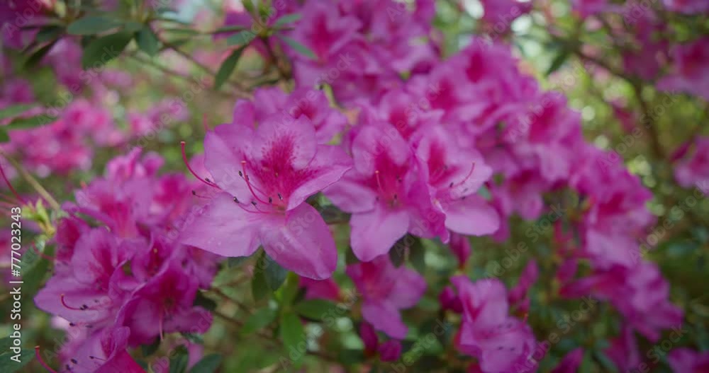 Closeup of pink flowers in Terceira, Azores
Closeup of pink flowers in Terceira, Azores
