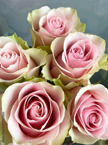Pink Roses Closeup