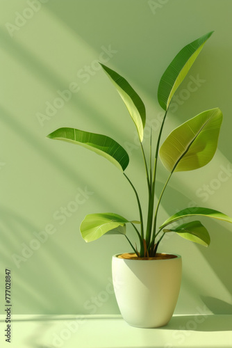 An isolated green plant