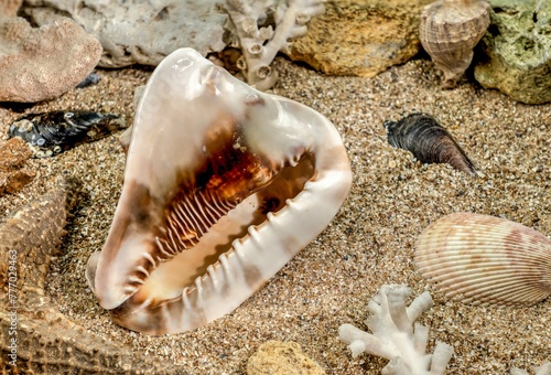 King Helmet seashell underwater photo