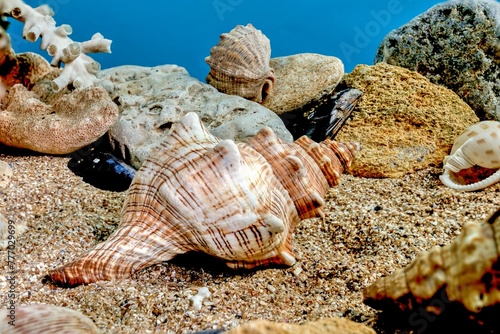 Trapezium fascilarium seashell underwater