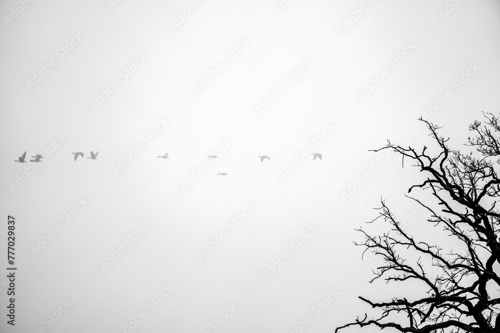 Flying migratory birds in the sky. Black and white shot in winter.
