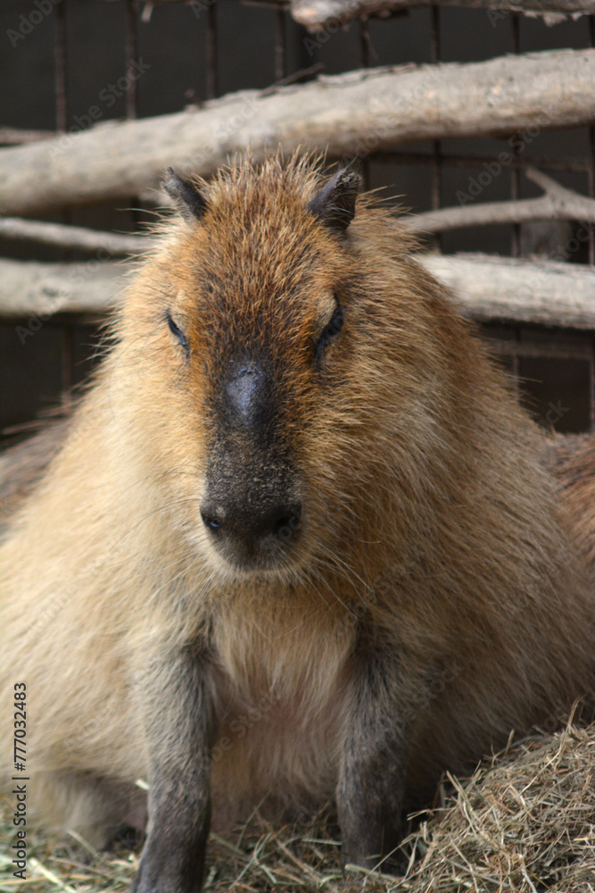 Naklejka premium 動物園のカピバラ