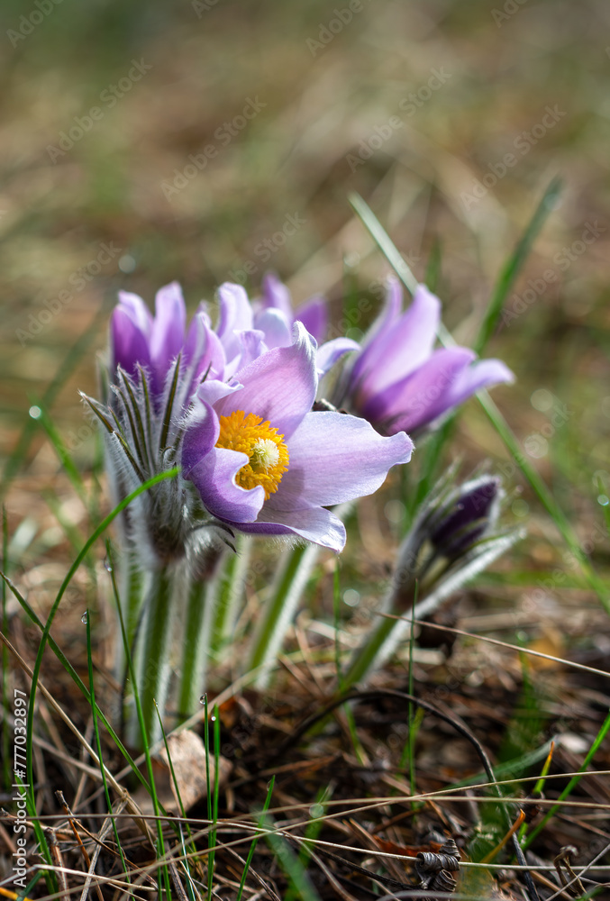 Sleep grass (shot). Pulsatilla. Perennial. One of the best first-flowering plants. The shoots wake up early, in March-April, and immediately bloom in a friendly manner. Sleep grass (shot). Pulsatilla. Perennial. One of the best first-flowering plants. The shoots wake up early, in March-April, and immediately bloom in a friendly manner.