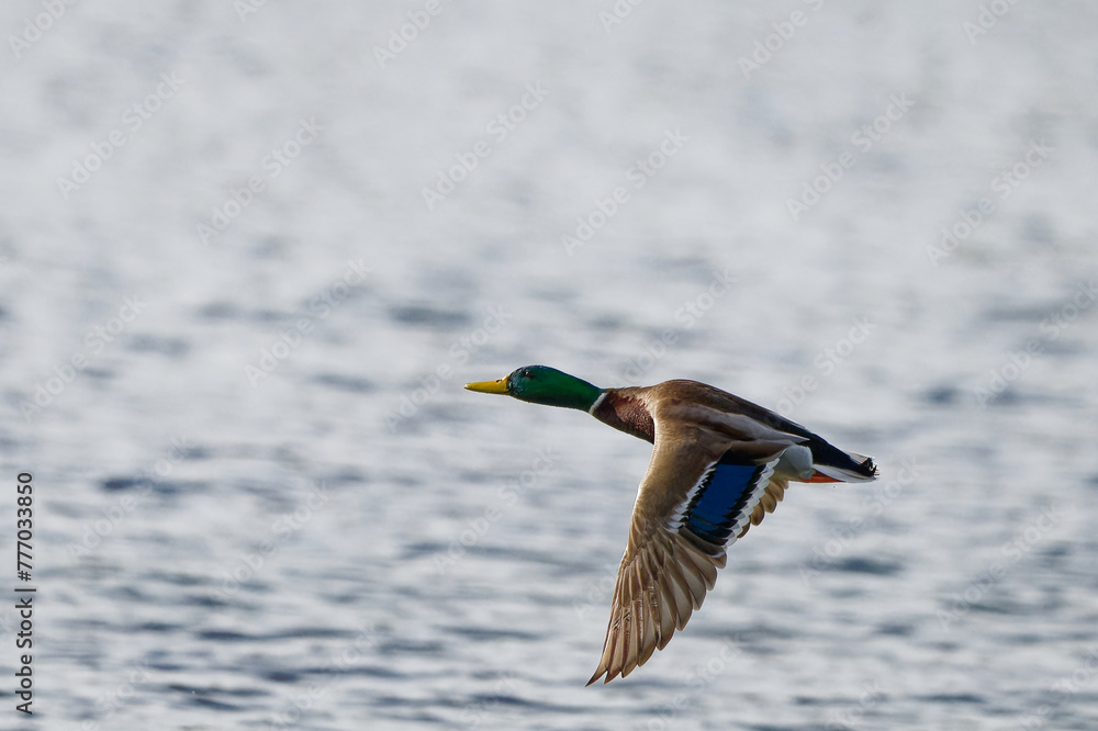 Canard colver - tAnas platyrhynchos, Canard colver - tAnas platyrhynchos,