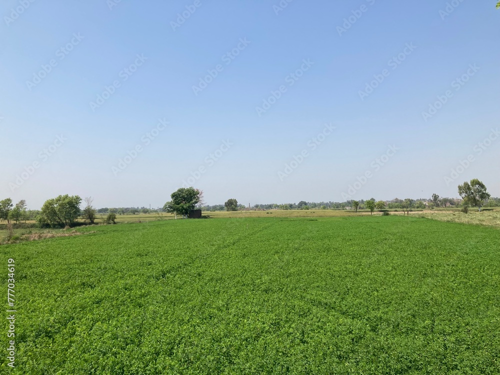 field with blue sky