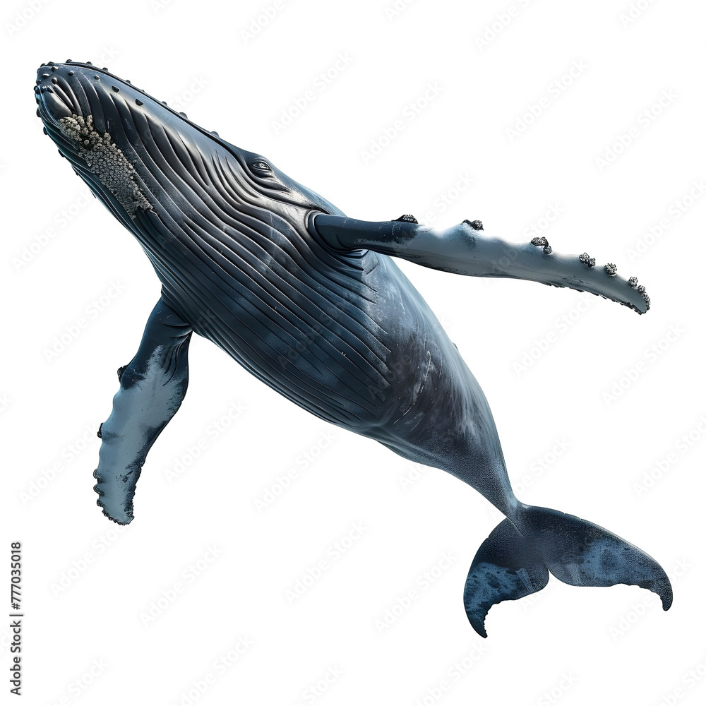 greenland whale in motion isolated white background - obrazy, fototapety, plakaty 