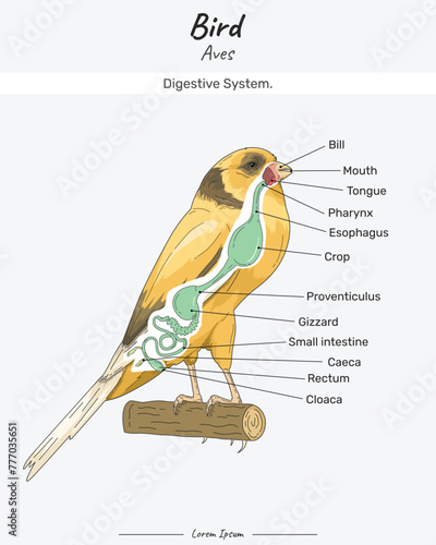 Bird Anatomy Digestive system Canary Yorkshire illustration with text