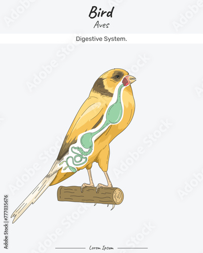 Bird Anatomy Digestive system Canary Yorkshire illustration