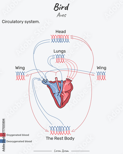 Bird Aves Circulatory system illustration photo