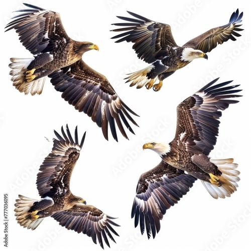 Overhead collection of majestic eagles in flight, their wingspread detailed against white