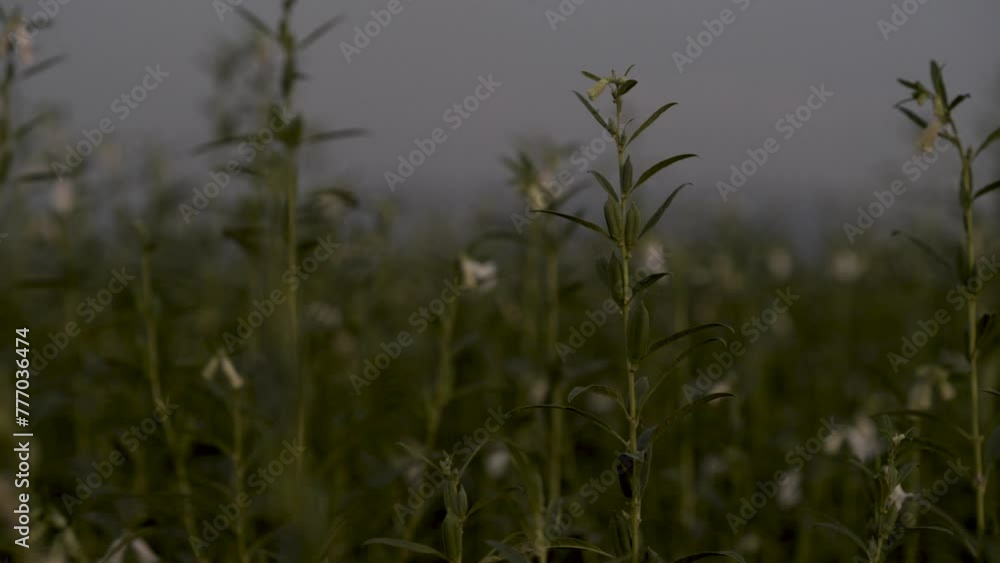 fresh sesame plant field, In india , evening time fresh sesame plant field, In india , evening time