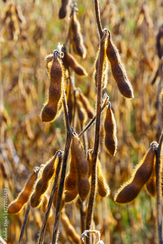 Soybeans pod macro. Harvest of soy beans - agriculture legumes plant. Soybean field - dry soyas pods