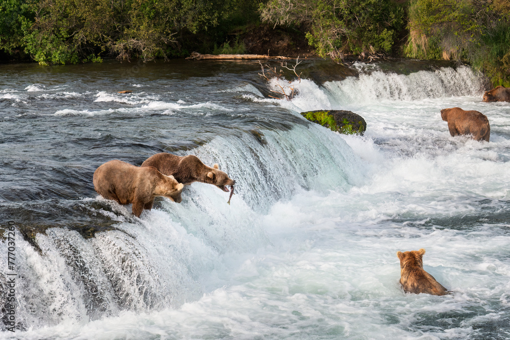 Brown bears fishing at Brooks falls. Red sockeye salmon jumping into a brown bear’s open mouth. Katmai National Park. Alaska.