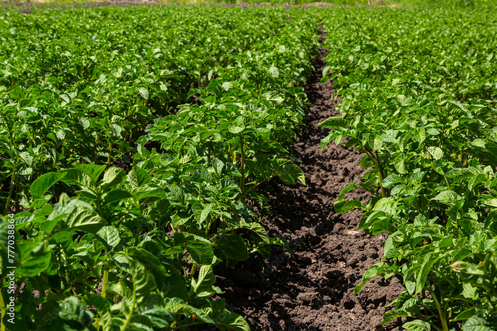 Potato field with green shoots of potatoes Potato field with green shoots of potatoes