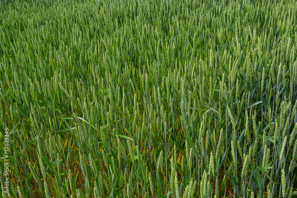 Green wheat field. Green background with wheat. Young green wheat seedlings growing on a field. Agricultural field on which grow immature young cereals, wheat Green wheat field. Green background with wheat. Young green wheat seedlings growing on a field. Agricultural field on which grow immature young cereals, wheat
