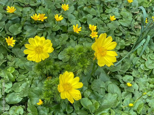 Adonis vernalis photo