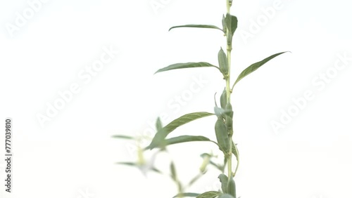 Sesame green pods on the plant in a farm , isolated til seed plant photo
