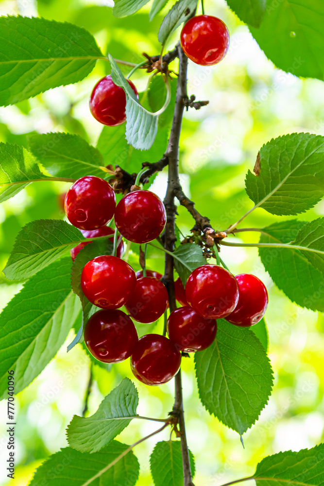 Obraz premium Branch of ripe red cherries on a tree in a garden