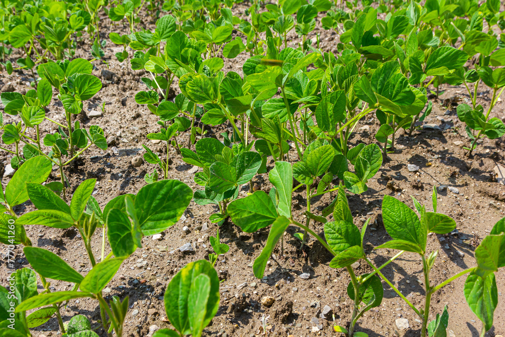 A tender sprout of a soybean agricultural plant in a field grows in a row with other sprouts. Selective focus. A tender sprout of a soybean agricultural plant in a field grows in a row with other sprouts. Selective focus.