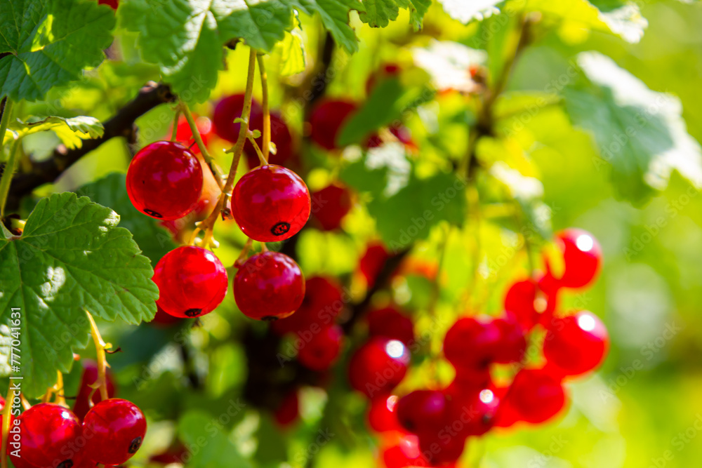 Red currant berries grow in sunny garden. Red currants plantation in summer field. Red currant berries in sunny garden Red currant berries grow in sunny garden. Red currants plantation in summer field. Red currant berries in sunny garden