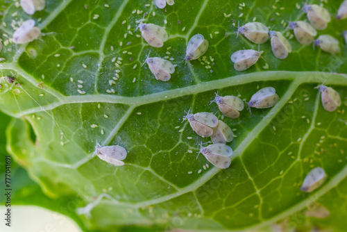 Fotografía Underside of plants leaves with pest Cabbage Whitefly Aleyrodes proletella adults and larvae on the underside of the leaf