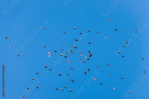 Birds in flight on blue sky	