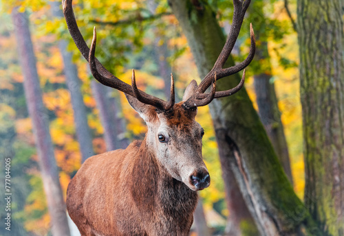 Deer in the woods © danimages