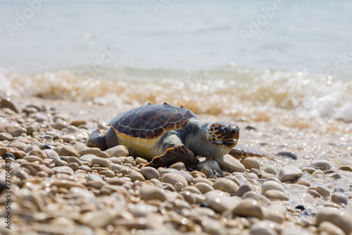 Una tartaruga marina caretta morta sulla spiaggia siciliana di Playa Grande a causa dell'inquinamento, Italia, Sicilia