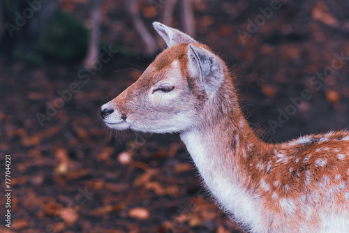 close-up of a deer's head © danimages