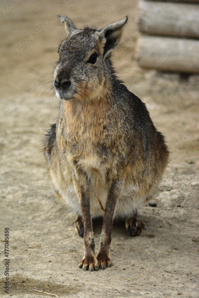 動物園のマーラ 動物園のマーラ