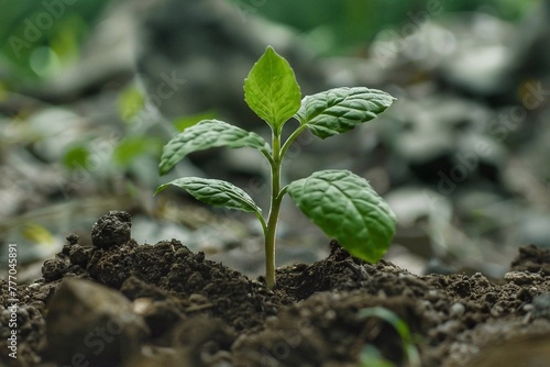Green seedling growing in soil, closeup. Environment protection concept. Young plant in the ground