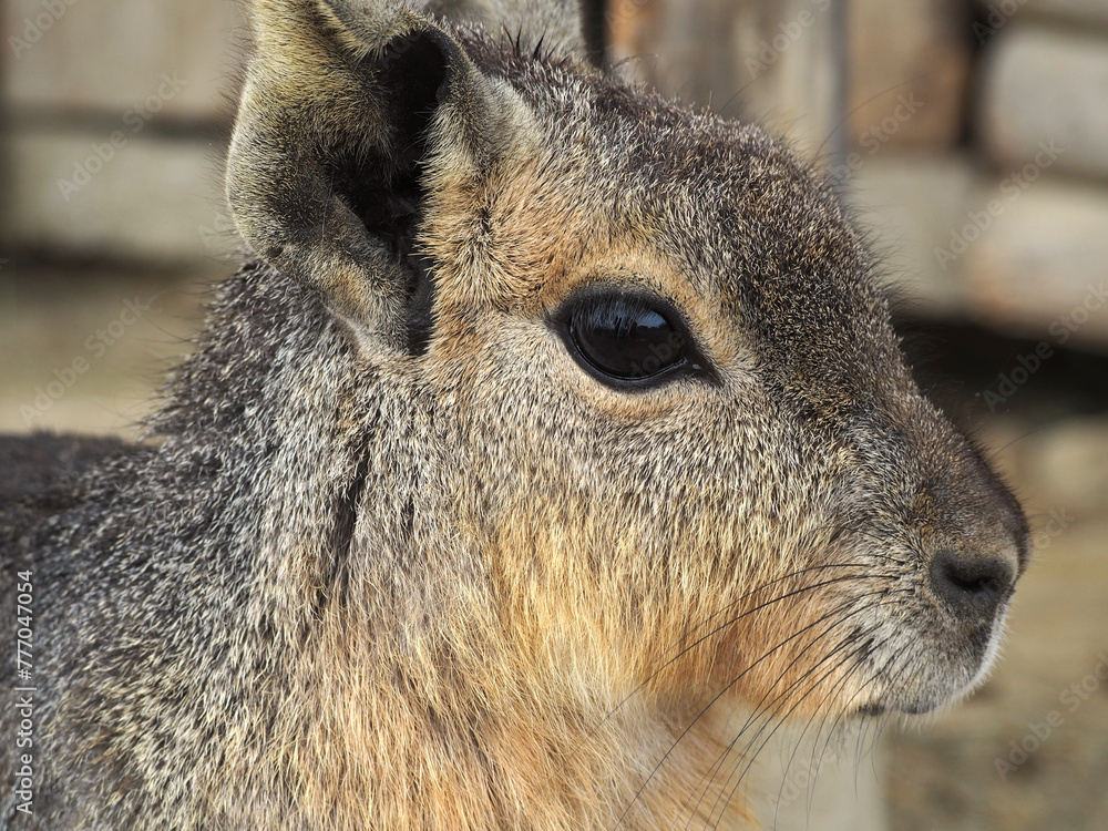 Fototapeta premium 動物園のマーラ