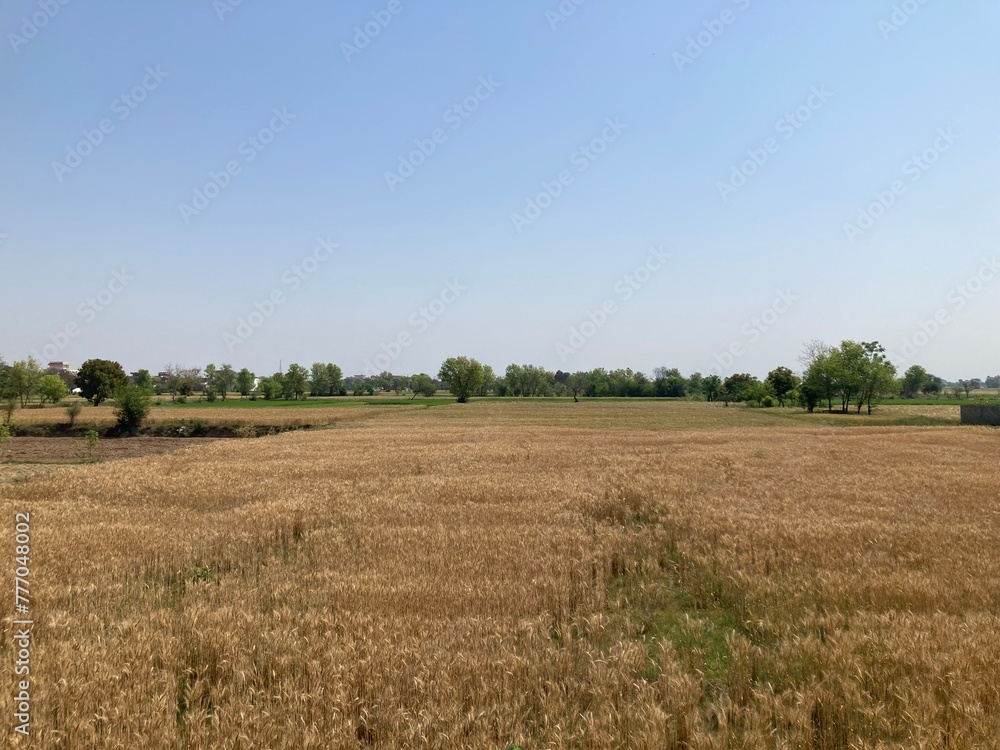 field of wheat in summer