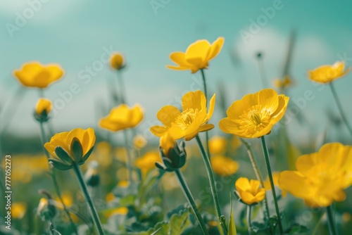 Buttercup Meadow: Stunning Macro Shot of Beautiful Yellow Buttercup Flowers with Clear Blue Sky Overhead