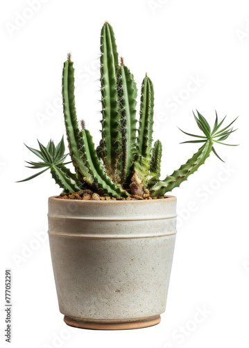 cactus plant in pot isolated on transparent background