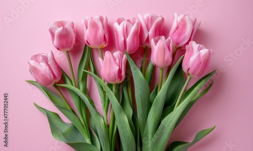 Pink tulips on pink background. Flat lay. Top view.