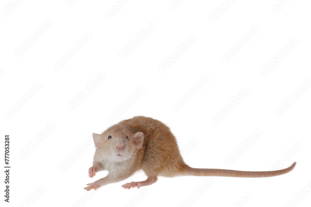 Red decorative rat isolated on a white background. Mouse for cutting and copying. Photo of a rodent for the inscription and title Red decorative rat isolated on a white background. Mouse for cutting and copying. Photo of a rodent for the inscription and title