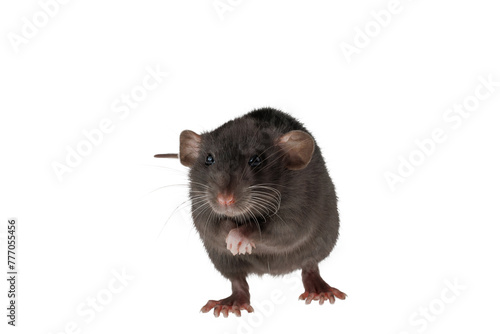 Black decorative rat isolated on a white background. Mouse for cutting and copying. Photo of a rodent for the inscription and title