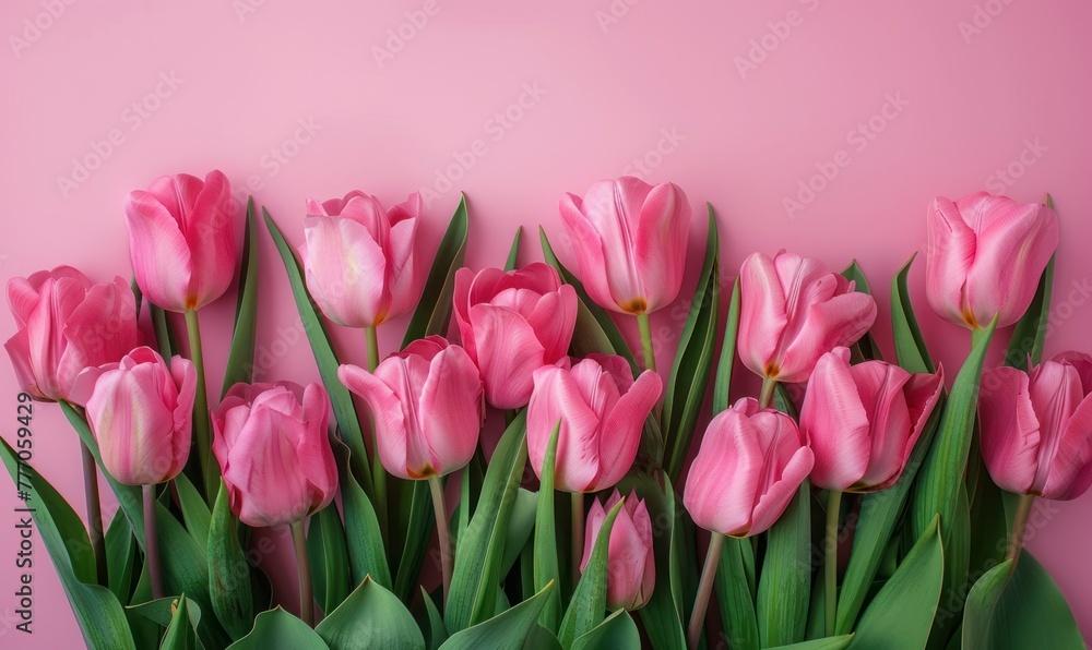 Beautiful pink tulips on pink background, flat lay. Greeting card with beautiful tulips on Mother's Day. Beautiful pink tulips on pink background, flat lay. Greeting card with beautiful tulips on Mother's Day.
