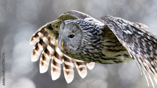 ural owl in flight closeup with forest background