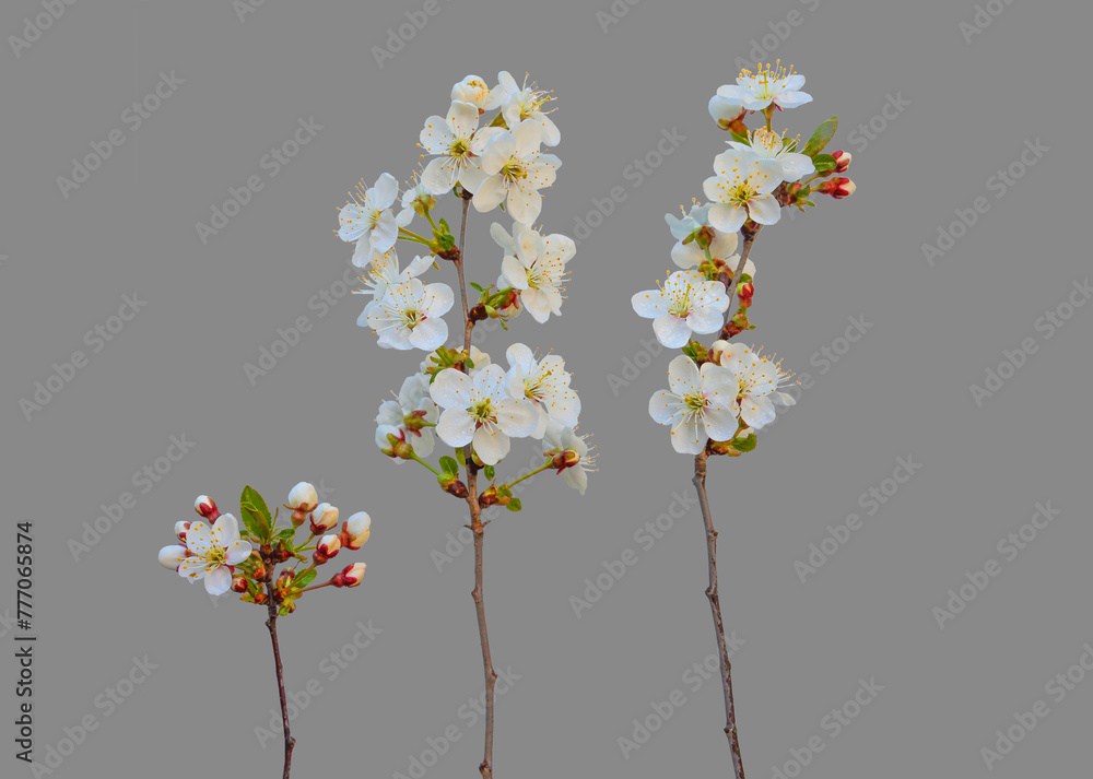 Set of spring blooming cherry twigs with white flowers and buds isolated on gray background Set of spring blooming cherry twigs with white flowers and buds isolated on gray background