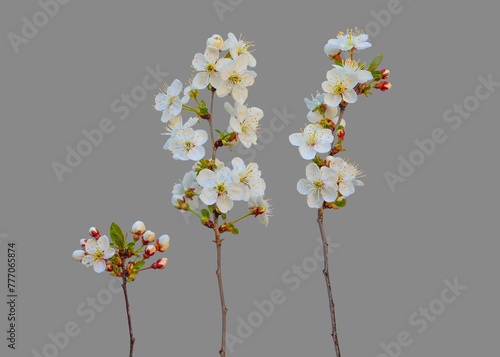 Set of spring blooming cherry twigs with white flowers and buds isolated on gray background