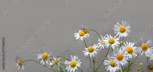 White chamomile flowers isolated on border of gray background