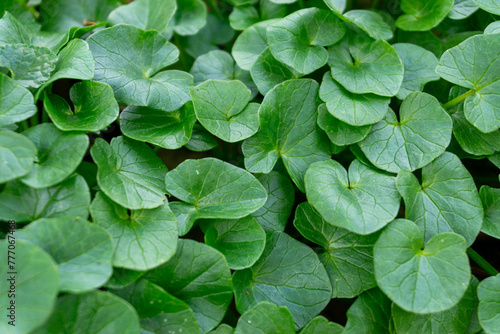 Scharbockskraut im Laubwald